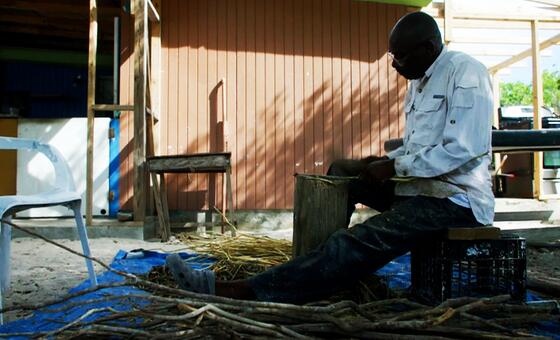 La cascarilla de Bahamas: una planta amarga endulza la vida de una isla olvidada